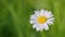 White daisy flower. Mayweed. Macro shot. Slow motion. Top view.