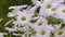 White Daisy Flower, Scottish Garden, Scotland