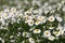 White daisy flower texture
