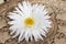 White Daisy Flower On Vintage Carved Wooden Table