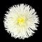 White Daisy Flower with Yellow Center Isolated
