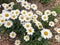 White daisy flowers in a bunch