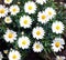 White Daisy flowers, Chamomiles background top view, spring nature,flowers background modern design