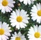 White Daisy flowers, Chamomiles background top view, spring nature,flowers background modern design