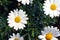 White Daisy flowers, Chamomiles background top view, spring nature,flowers background modern design