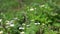 White Daisy flowers field.Summer chamomile field landscape. Chamomile field scene. Summer chamomile meadow flowers