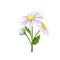 White daisy flowers, isolated spring and summer bouquet with meadow chamomiles bunch