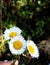 White Daisy Flowers Looking so pretty and dashing