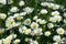 White daisy flowers. Summer background.Field with chamomile closeup, natural antiseptic