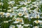 White daisy flowers. Summer background.Field with chamomile closeup, natural antiseptic