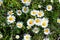 White daisy flowers. Summer background.Field with chamomile closeup, natural antiseptic