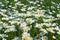 White daisy flowers. Summer background.Field with chamomile closeup, natural antiseptic