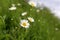 White daisy flowers on summer meadow in green grass