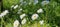 White daisy flowers swaying on wind closeup. Blossom Chamomile field. Summer meadow. Nature background