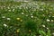 White daisy flowers and yellow dandelion flowers in dense young and green grass