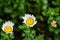 White Daisy in Garden