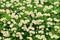 White daisy green field background.