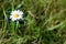 White daisy in the green uncultivated field