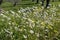 The white daisy grows close-up