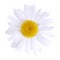 White daisy isolated