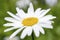 White daisy-like chamomile flower