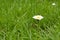 White daisy in a meadow