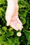 White daisy on palm of child