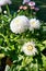White daisy in spring. Nice early bloomers. Bellis perennis