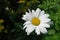 White Daisy with a yellow middle Chamomile