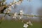 White damson tree blossom, Prunus domestica insititia, flowering in the spring sunshine close-up view