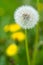 White dandelion