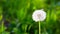 White dandelion on a background of green grass. Spring and summer background. Element of design