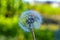 White dandelion on a background of greenery close-up