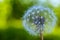 White dandelion on a background of greenery close-up