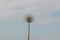 White dandelion on a background of sky and clouds