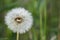 White dandelion balls with green background