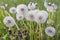White dandelion blowballs in meadow field