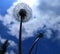 White dandelion and blue sky background