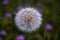 White dandelion blurred background with flowers.