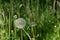 White dandelion on blurred background of herbal meadow in summer