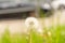 White dandelion on a blurry city