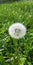 White dandelion, clear bright day