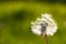 a white dandelion in a field