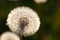 a white dandelion in a field