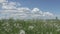 White dandelion field in summer sunny day against the background of the sky with white clouds