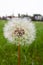 White dandelion flower with dewdrops. Vertical photo osummer nature