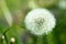 white dandelion flower on a green background with empty space