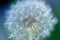 White Dandelion Flower Macro