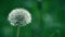 White dandelion flower seed head