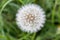 White dandelion flower in unfocused green grass. Flower closeup. White blowball macro. Field and meadow background.